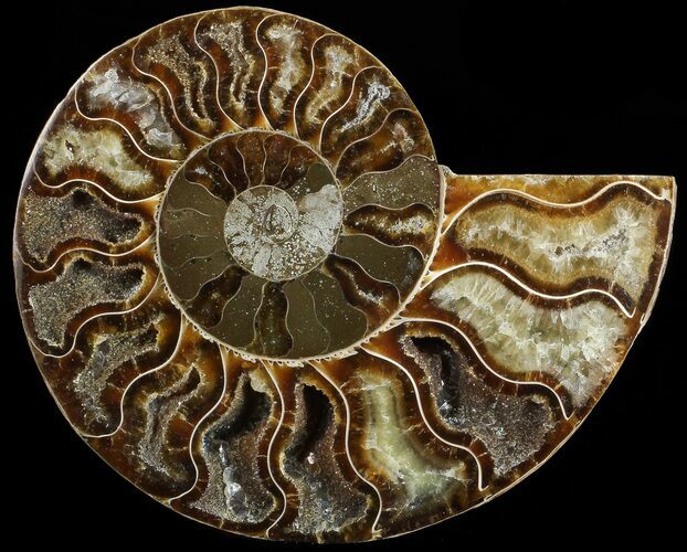Agatized Ammonite Fossil (Half) #68809